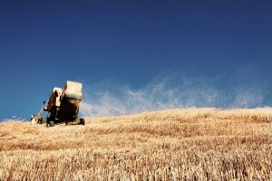 grano imola