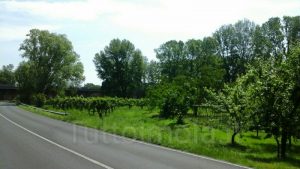 Orti Imola-800x450