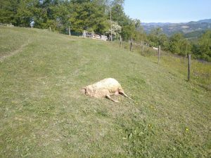 Pecore sbranate da lupo a Fontanelice 1