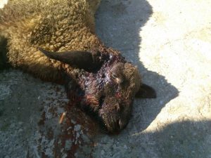 Pecore sbranate da lupo a Fontanelice