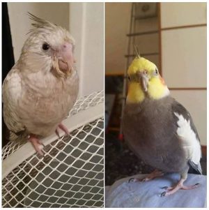 kikio-e-tuco