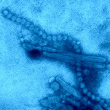 VIRUS AVIARIA a Mordano: nessuna risposta dall’AUSL ai cittadini