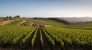 Vigneti: novità per i diritti di reimpianto