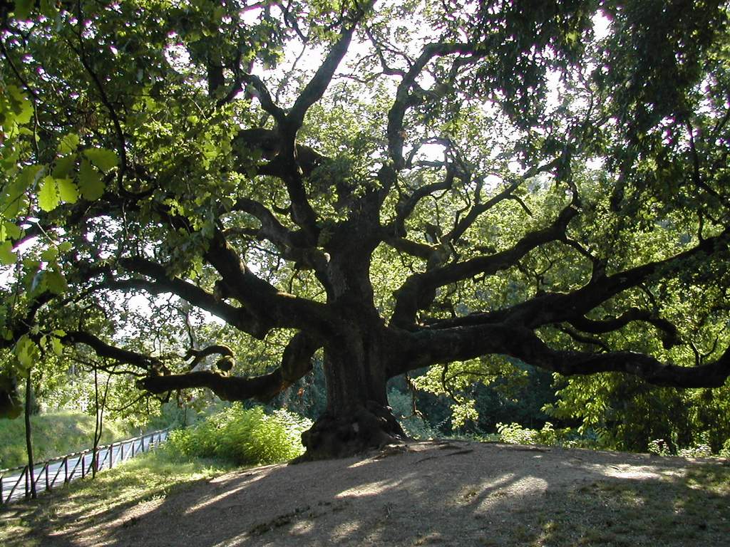 OBBLIGO DI CENSIMENTO ALBERI MONUMENTALI, TUTTE LE INFORMAZIONI