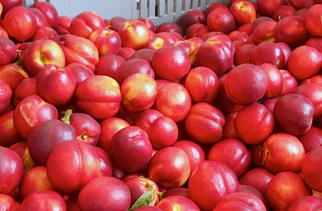 CRISI ORTOFRUTTA: LA POLITICA LOCALE DEVE INTERVENIRE