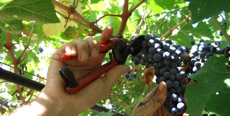 AIUTI DALLA REGIONE EMILIA-ROMAGNA  PER IL SETTORE VITIVINICOLO