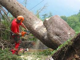 ISCRIZIONE ALL’ALBO REGIONALE DELLE IMPRESE FORESTALI
