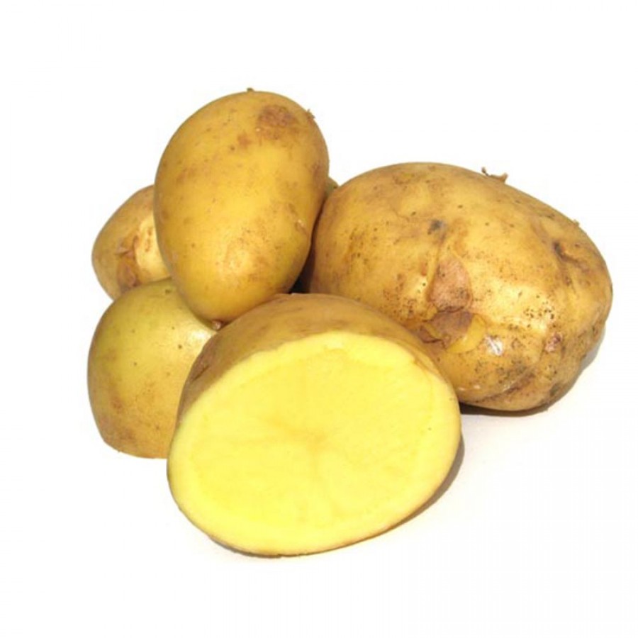 RACCOLTA DELLE PATATE, VOLUMI SCARSI ANCHE NELL’IMOLESE