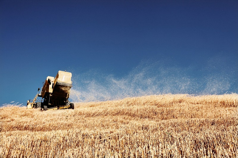 CRISI NERA PER LE AZIENDE E CALO DELLA SUPERFICIE COLTIVATA NEL 2016: GRANO TENERO MENO 15% E MAIS MENO 10%