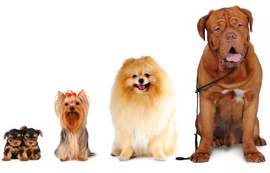 APERTE LE ISCRIZIONI PER LA QUINTA “MOSTRA CANINA AMATORIALE CITTÀ DI IMOLA”
