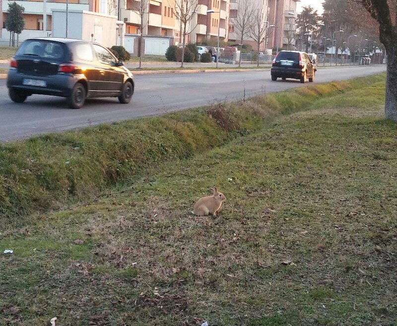 AL VIA IL CENSIMENTO, LA CATTURA E IL TRASFERIMENTO DELLA COLONIA DI CONIGLI ALLO STATO LIBERO NELLA ZONA INDUSTRIALE