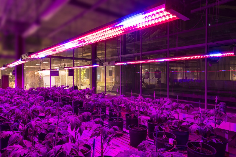 CEFLA, LAMPADE A LED PER GROWING, LA LUCE GIUSTA PER LE PIANTE