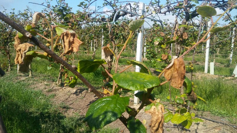 Su un totale di 12.000 oltre 4.000 aziende associate a Confagri E.Romagna hanno segnalato danni da maltempo