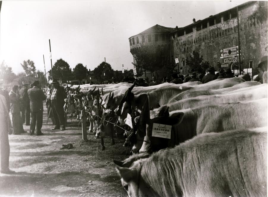 ALLA “FIERA AGRICOLA DEL SANTERNO”  FRA MOSTRA NAZIONALE DEI BOVINI DI RAZZA ROMAGNOLA,  FRUTTA, VERDURA E FOTO STORICHE