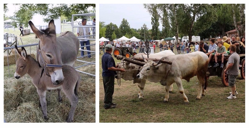 ALLA “FIERA AGRICOLA DEL SANTERNO”  LABORATORI DEL GUSTO E DI CUCINA FRA BOVINI E ASINI IN MOSTRA