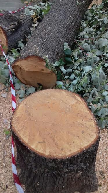 LETTERA AL SINDACO “GLI ALBERI SONO LA COSA PIÙ BELLA DI IMOLA”