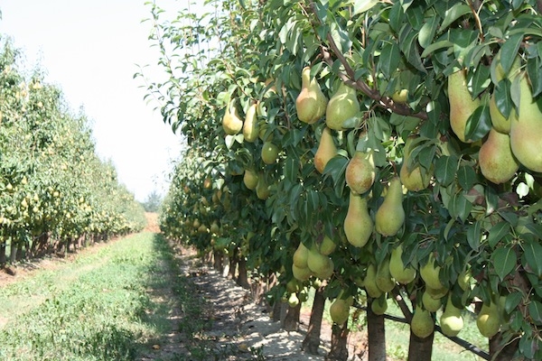 Ferragosto festa del raccolto “amaro”: l’Emilia-Romagna ha perso il 43% dei frutteti in 20 anni