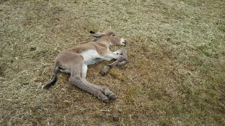NUOVE REGOLE PER LA REDAZIONE  DEL DOCUMENTO CHE ACCOMPAGNA GLI ANIMALI D’ALLEVAMENTO