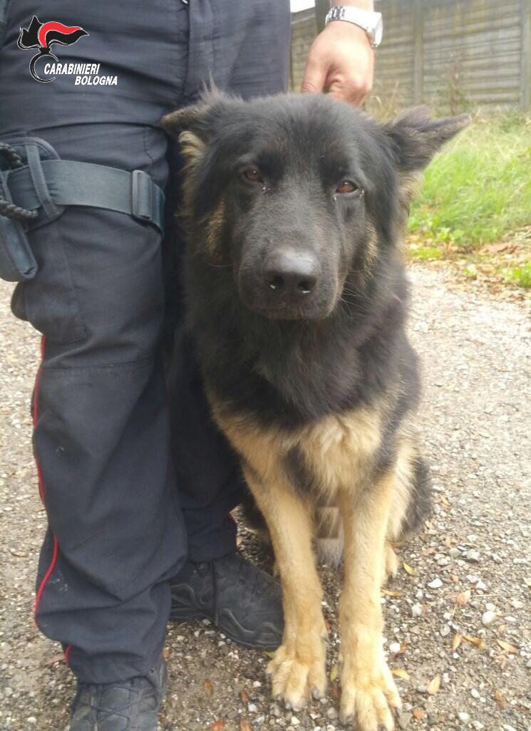 Bologna, Il ritorno a scuola di Drago, cane antidroga dei Carabinieri.