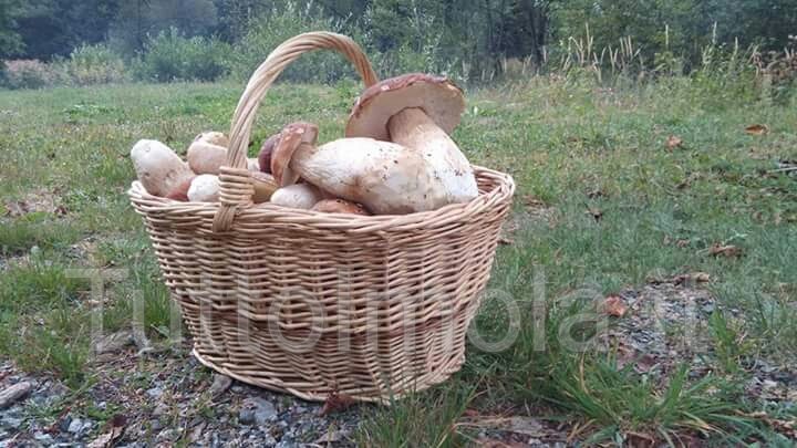 TEMPO DI FUNGHI, MANGIARLI SENZA RISCHI,  RIAPRE L’ISPETTORATO MICOLOGICO