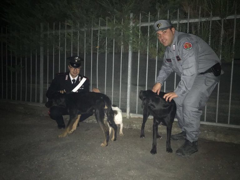 Mordano, Mette i cani nel cortile di un’abitazione e li lascia a digiuno: trentasettenne denunciato dai Carabinieri.