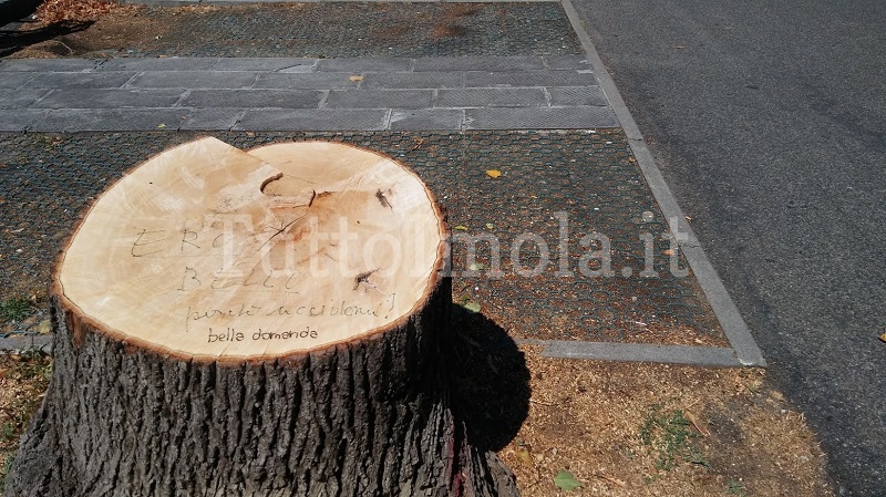 MARTEDÌ 21 NOVEMBRE LA GIORNATA NAZIONALE DEGLI ALBERI “È LA FESTA DEGLI ALBERI E NON LA FESTA AGLI ALBERI”