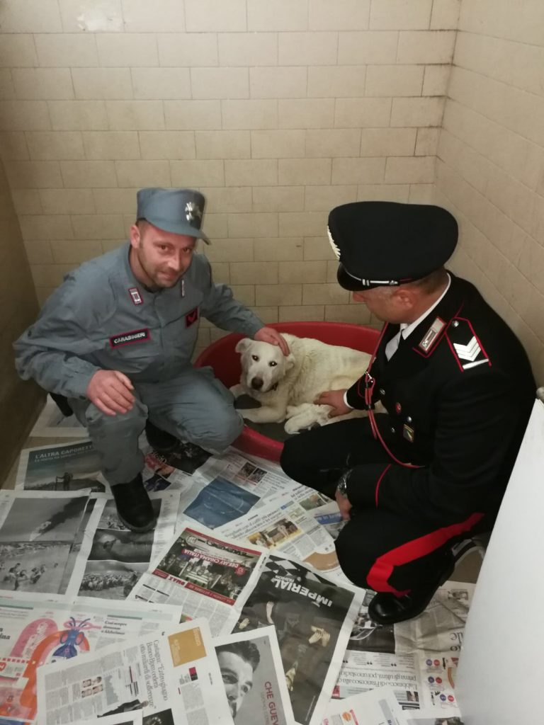 Castel del Rio -Maltrattamento di animali: quarantaquattrenne denunciata dai Carabinieri.