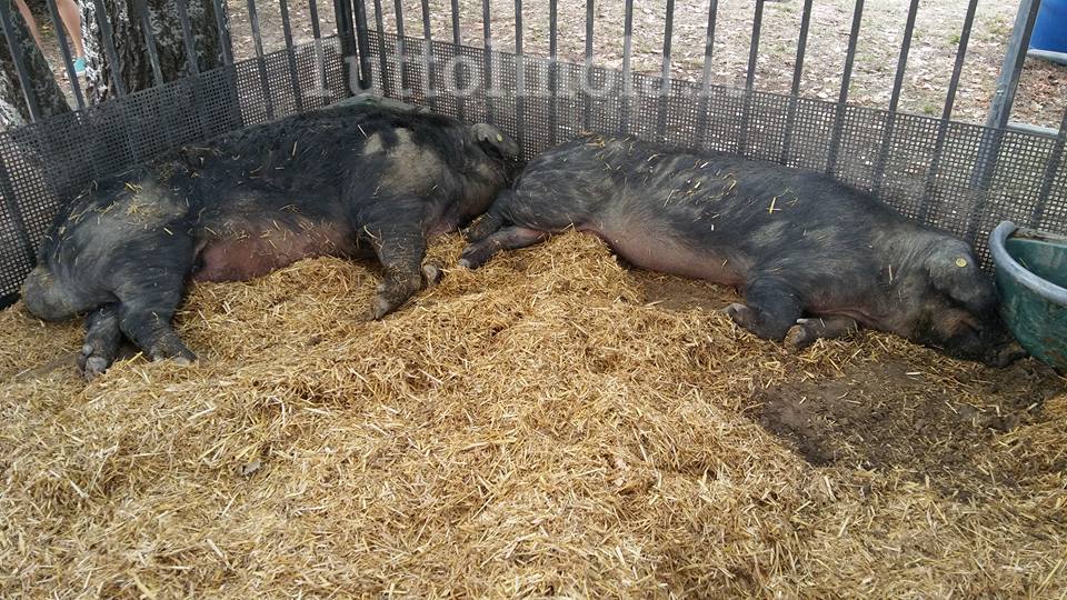 “BENESSERE ANIMALE: IL PD BOCCIA L’ELIMINAZIONE DEL DOPPIO TATUAGGIO PER I SUINI DOP”