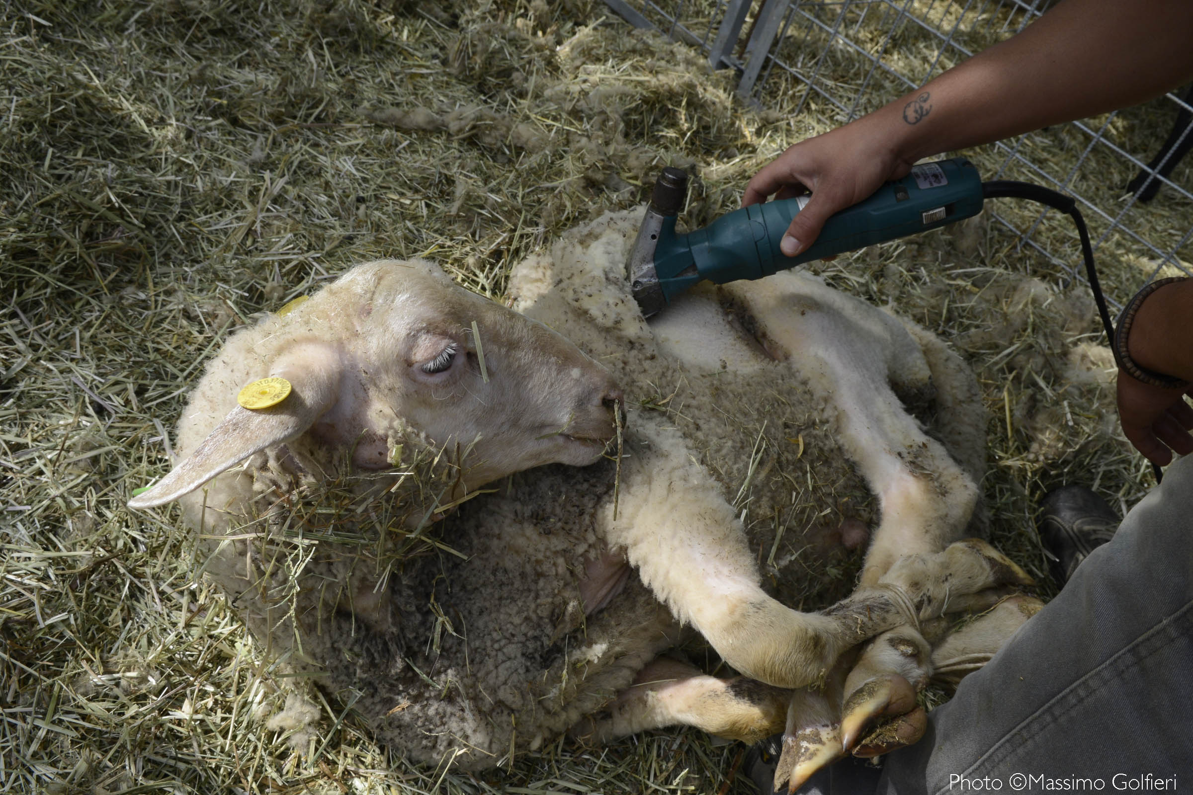 LA “FIERA AGRICOLA DEL SANTERNO” IN FESTA CON GLI OVINI