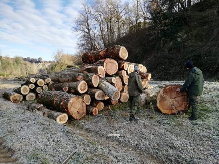 ALBERI TAGLIATI SULLE RIVE DEL SANTERNO, PICCININI (M5S): “IRREGOLARITÀ EVIDENTI. LA REGIONE DEVE INTERVENIRE”