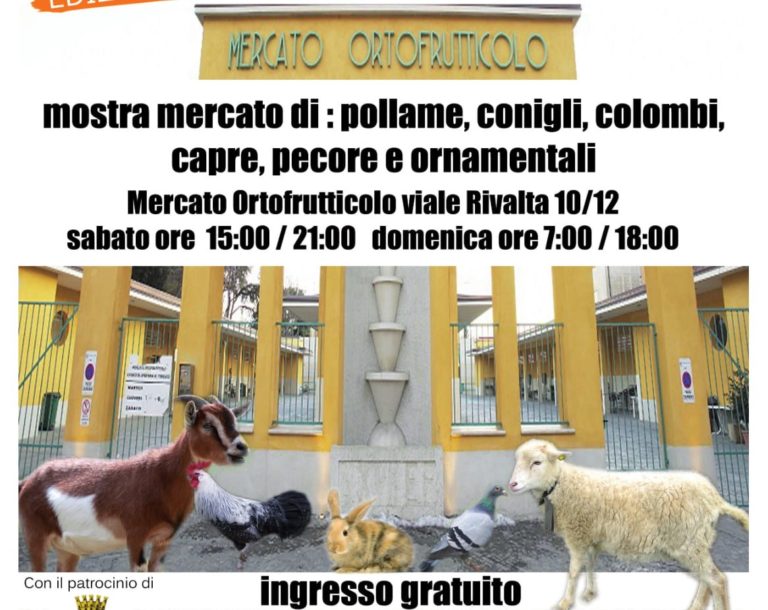 L’AJA IN PIAZZA : MOSTRA MERCATO DI ANIMALI DI BASSA CORTE.
