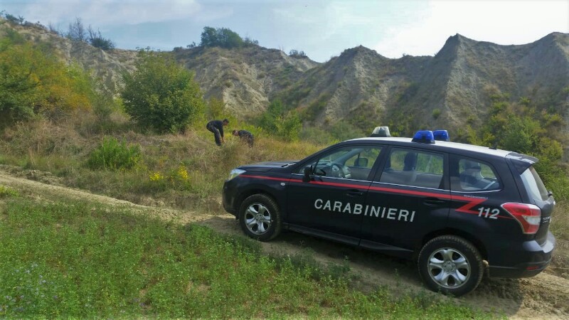 Casalfiumanese – Coltivano canapa di India di fianco al portone di casa, denunciati una coppia di coniugi