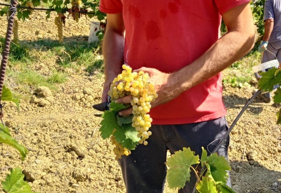 DPCM Conte – “Le cantine imolesi ricevono chiamate dai clienti che cancellano o posticipano gli ordini di vino”