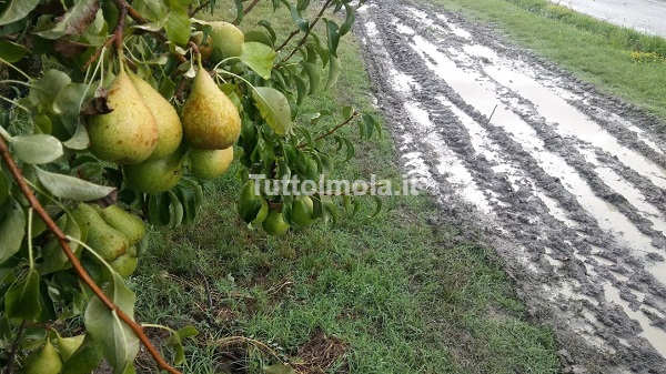 CIA Imola – Un numero sempre maggiore di aziende agricole scelgono la vendita diretta