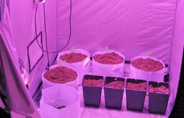 Dozza – Scoperta una serra per coltivare cannabis, denunciati due giovani