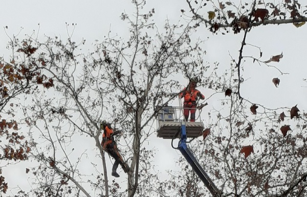 CSPT – Assessorato all’ambiente “Attenzione alla cura degli alberi!”