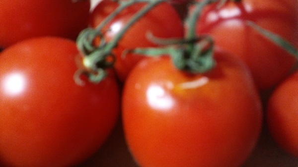 Confagricoltura ER: Prezzo del pomodoro 2021, l’accordo non soddisfa gli agricoltori.