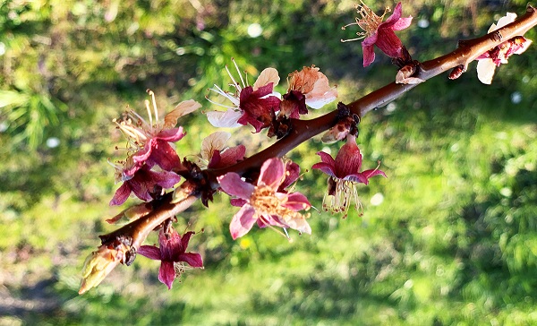 Imola – Gelate primaverili: danni alle colture frutticole e orticole