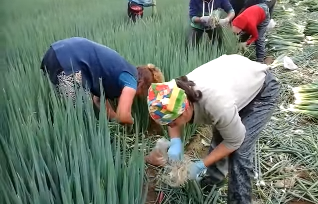 Su 10 posti di lavoro nei campi, 6 sono stati occupati da italiani nel 2020