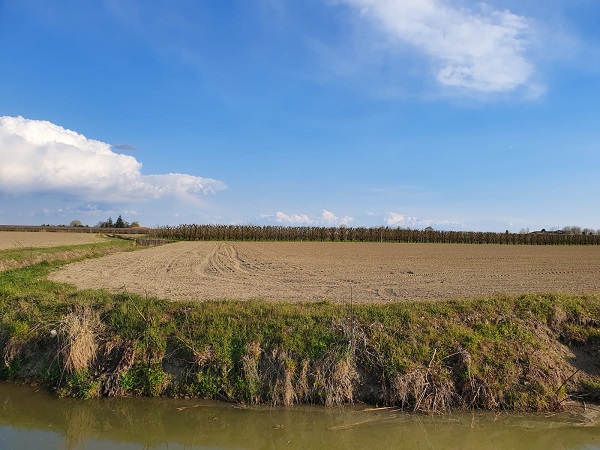 Le colture hanno sete, in sofferenza le barbabietole da zucchero e il grano