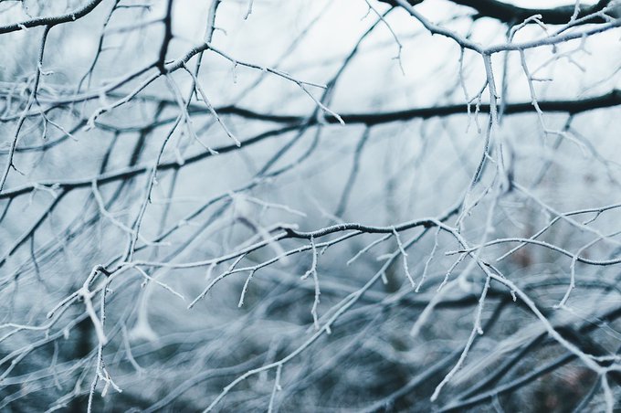 Gelo, Confagricoltura E.R. “Attese temperature rigide anche in nottata. Danneggiate le eccellenze agricole e le produzioni vitivinicole della nostra regione”.