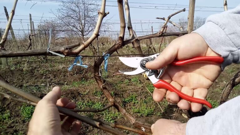 Manca la forza lavoro, Confagricoltura E.R.: “A rischio le potature, domani la raccolta di frutta e ortaggi”
