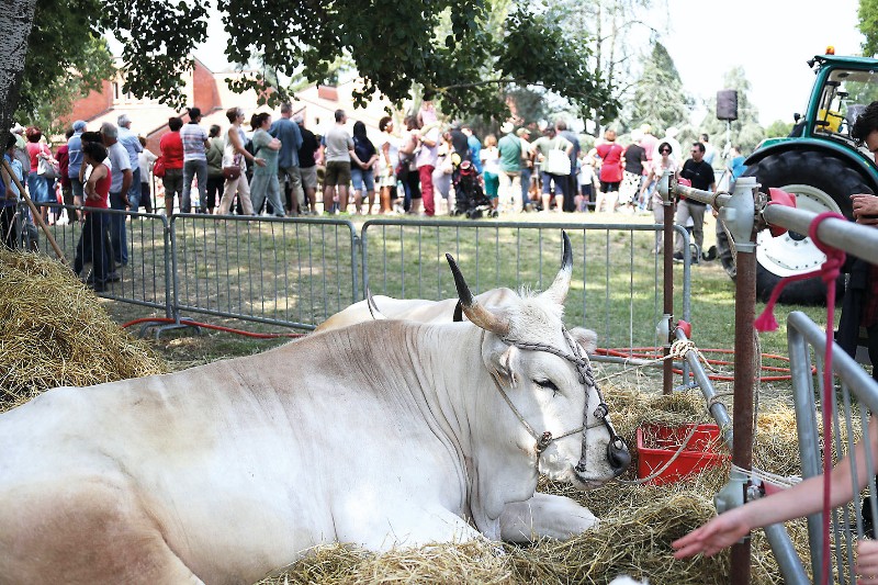 “FIERA AGRICOLA DEL SANTERNO”: VENERDÌ AL VIA LA DECIMA EDIZIONE.