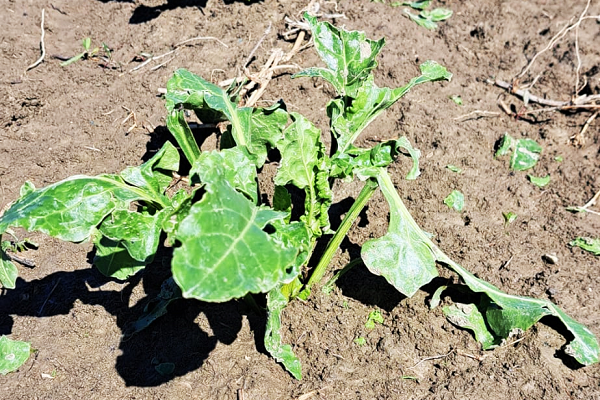 Grandine distrugge colture a Medicina, Massa Lombarda Sesto Imolese, Conselice: urgente la copertura assicurativa per agricoltori