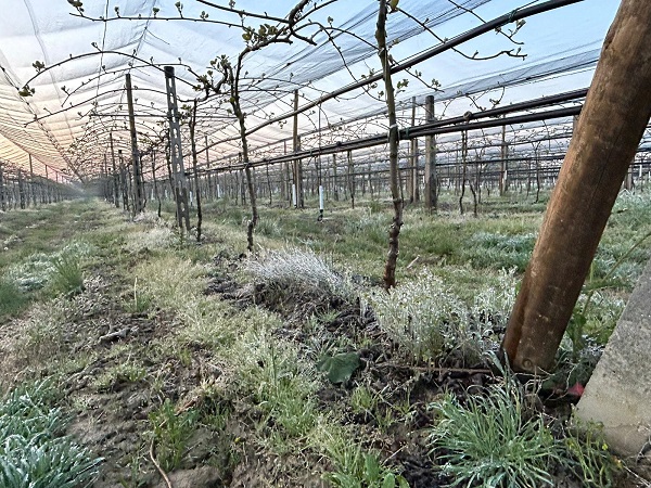 Gelo anomalo colpisce i frutteti e i vigneti dell’Emilia Romagna: perdite fino al 70-80% della produzione di albicocche