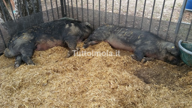 Imola “corre” – Dalle corse mozzafiato e concerti annullati ai maiali scatenati: l’XI Fiera Agricola del Santerno riporta l’entusiasmo in città!