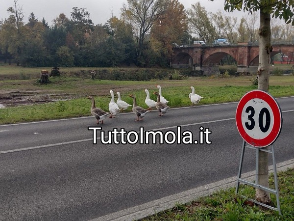 Sarebbe il caso di eliminare i 30 km/h anche a Imola?