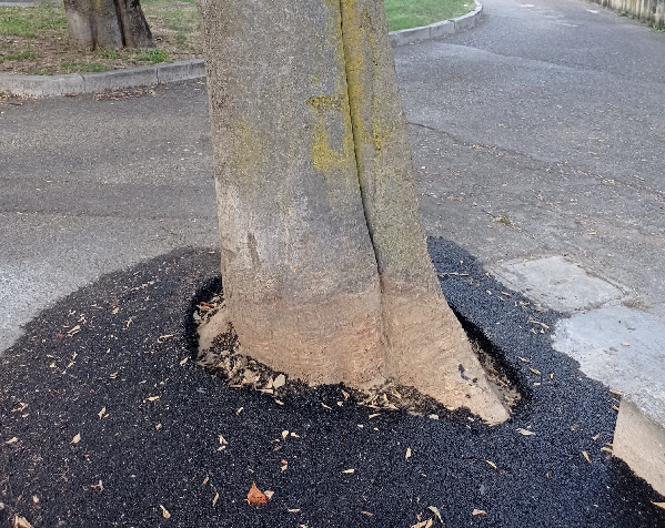 Imola, alberi e polemiche: Legambiente replica all’assessora Spada sul verde urbano