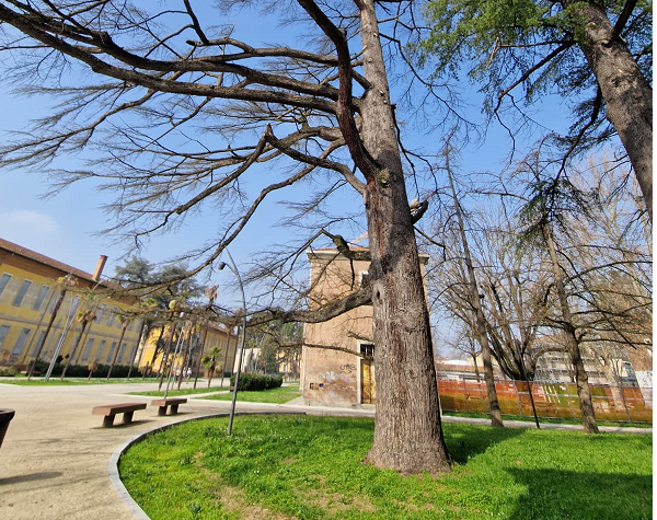 Imola: Cedri salvati all’ultimo minuto o solo una foglia di fico elettorale per Panieri?