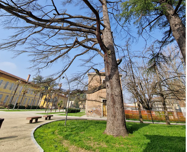 Imola: Cedri salvati all’ultimo minuto o solo una foglia di fico elettorale per Panieri?